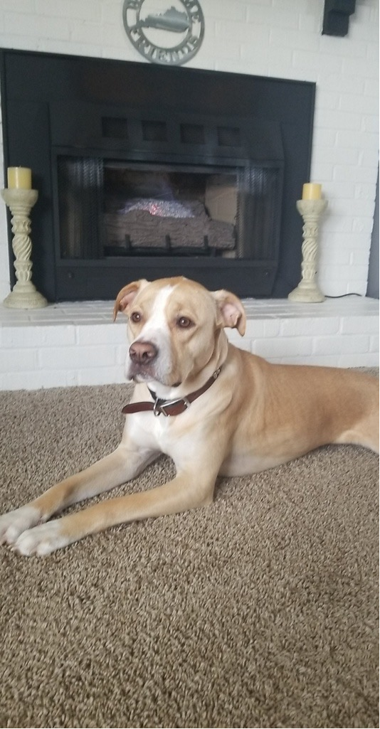 dog lying on floor